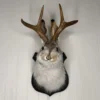 Easter Gift Bunny Head Antlers Wall Hanging Decoration Wall Decor Simulation Rabbit Specimen Resin Art Ornaments Jackalope Decor